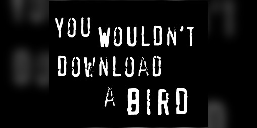 Cover image for Pocket Bird - Portable Desktop Pet