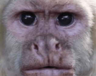 chilling gibbons 67 game screenshot