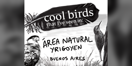 Cover image for Cool birds I've seen in: Área Natural Yrigogen