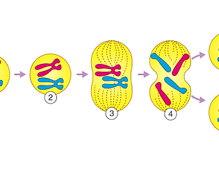 Mitosis Mingle [Free] [Platformer]