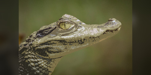 Cover image for Quantum Creatures