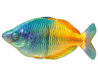 Subnotica 3: A Fish Odyssey [Free] [Adventure] [Windows]
