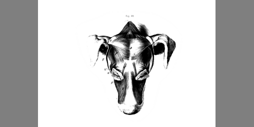 Cover image for Chasing Tail