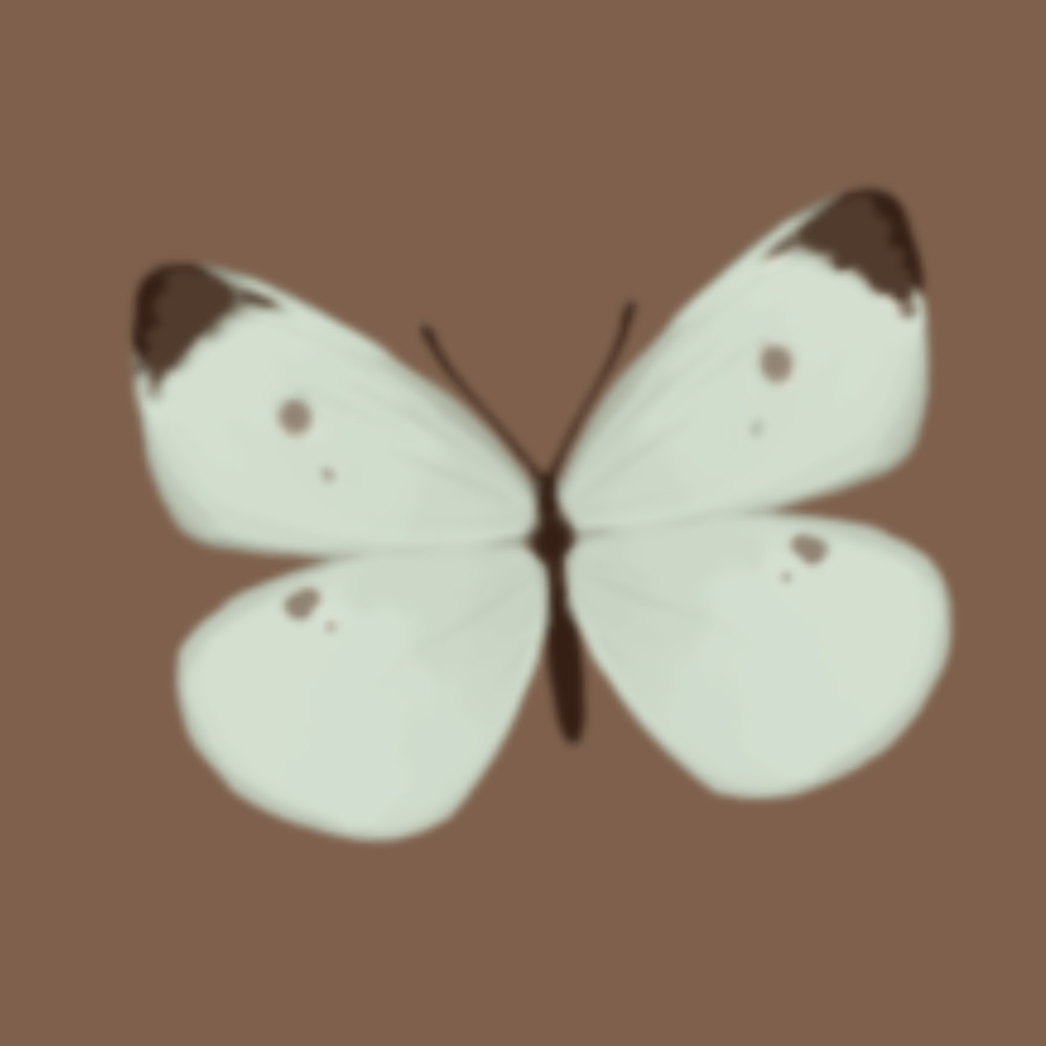 Cover image for Butterfly words