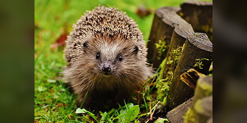Cover image for Gotta Go Fast: A Hedgehog TTRPG
