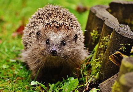 Cover image for Gotta Go Fast: A Hedgehog TTRPG