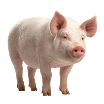 Pig