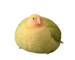FAT BIRD CLICKER