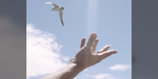 Cover image for we fed seagulls last week