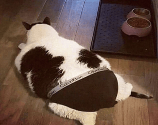 CatSlapp