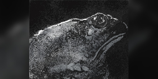 Cover image for Night of the Spore Toads