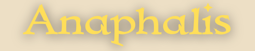 Anaphalis