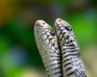 Duel snake game screenshot