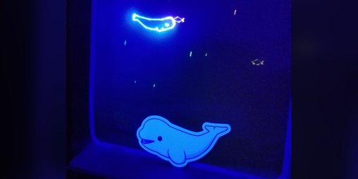 Cover image for Beluga Dreams