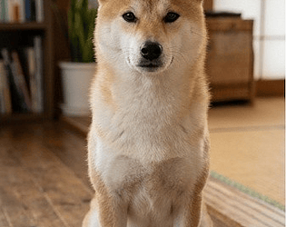 Pet the Shiba! 🐕 (柴犬なでなで) [Free] [Simulation]