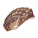 Turkey Wing Shell Turkey Wing Shell
