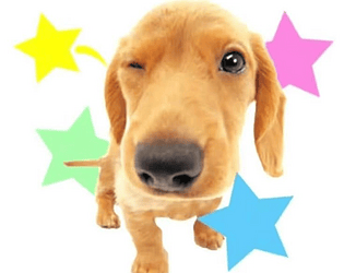 The Pup Quiz