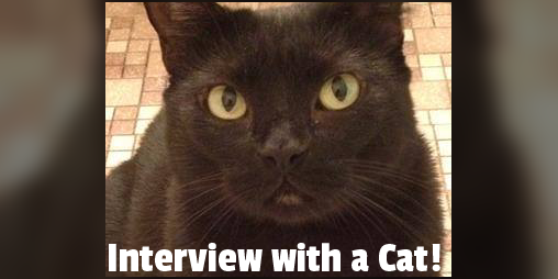 Interview Cat Meme