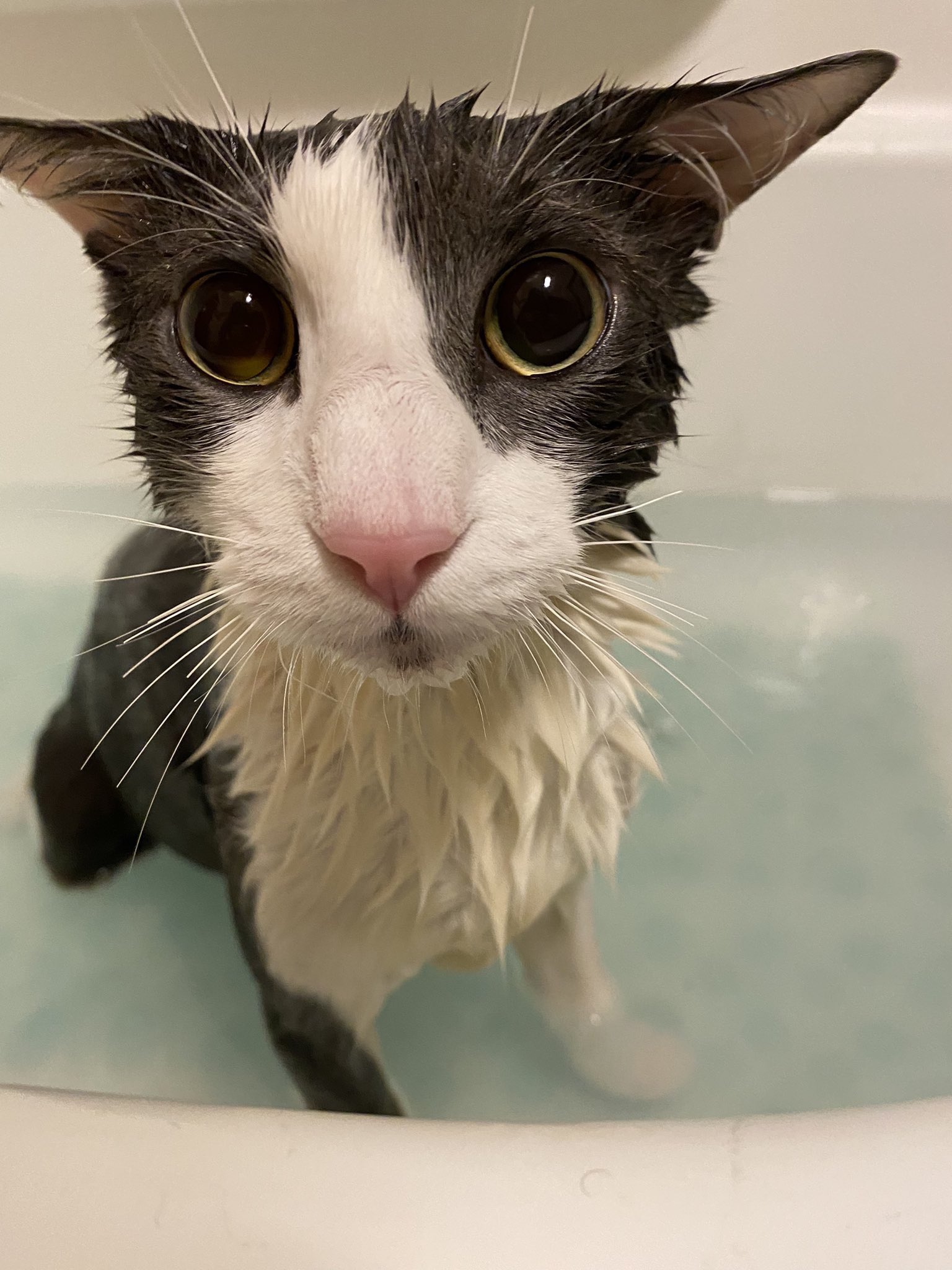 Cover image for Soggy Cat Bathtime Simulator