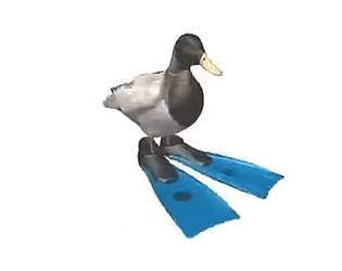 Duck.
