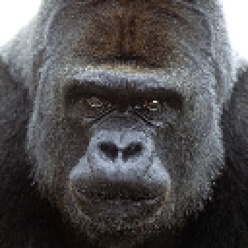 The Real Monkey VR PC/QUEST