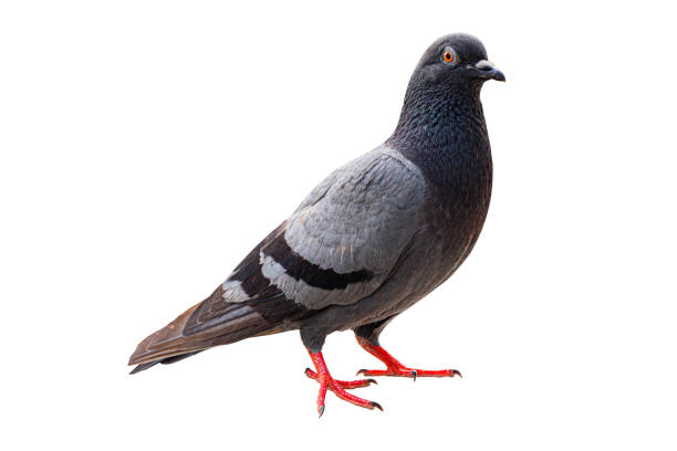 pigeon