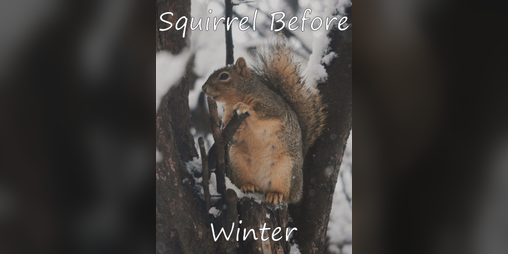 Cover image for Squirrel Before Winter