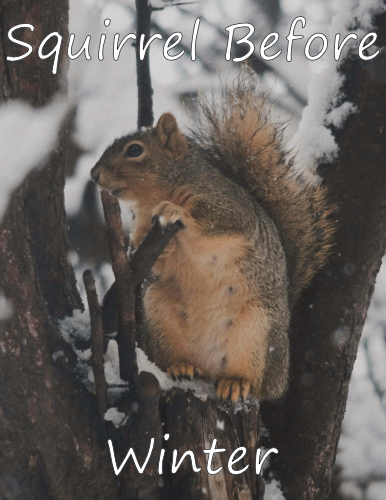 Cover image for Squirrel Before Winter