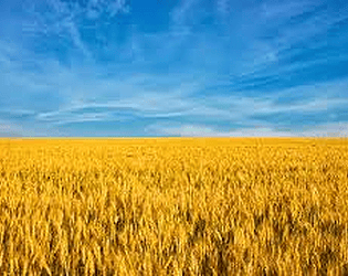Wheat Farmer™
