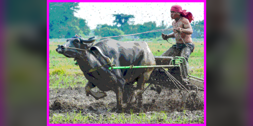 Cover image for Carabao Racing RPG