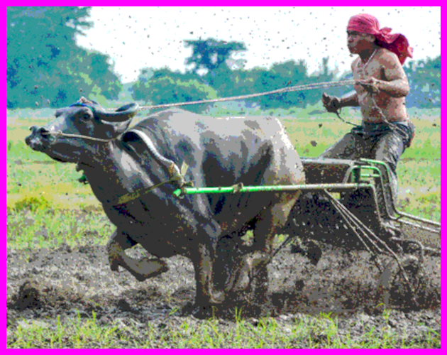 Carabao Racing RPG by dozens