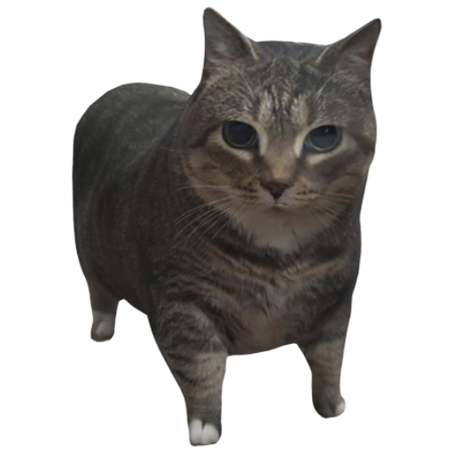 The Spinning Cat