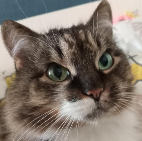 Летний Новий Гад