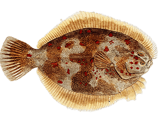Fish Click 3