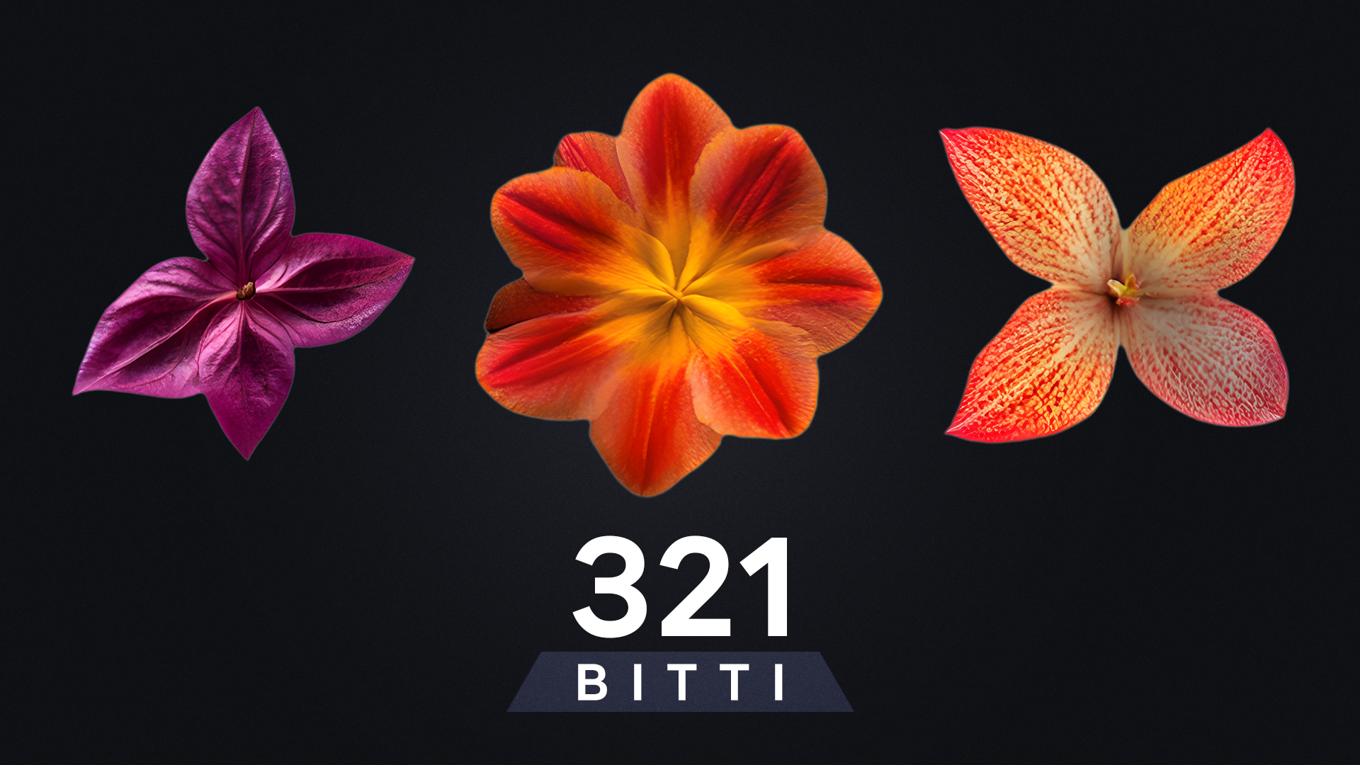 BITTI - Flowers 321 Images