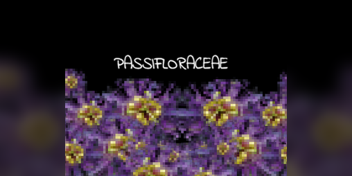 Cover image for Passifloraceae