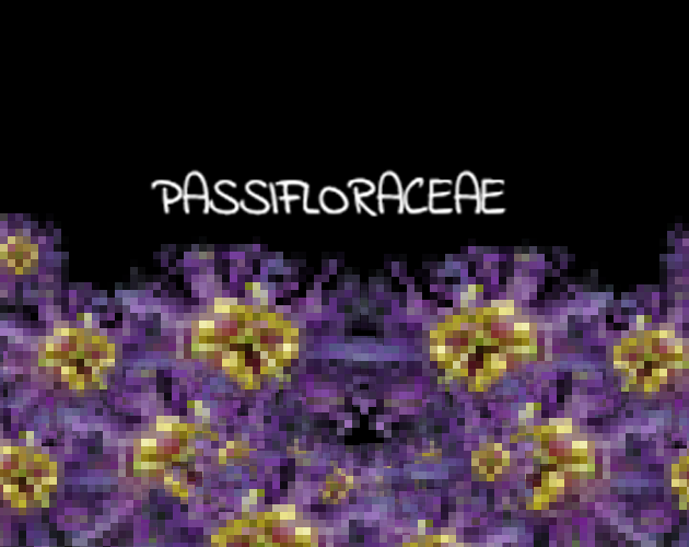 Cover image for Passifloraceae