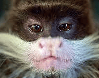Tamarin Beta