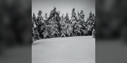 Cover image for Winter Fest