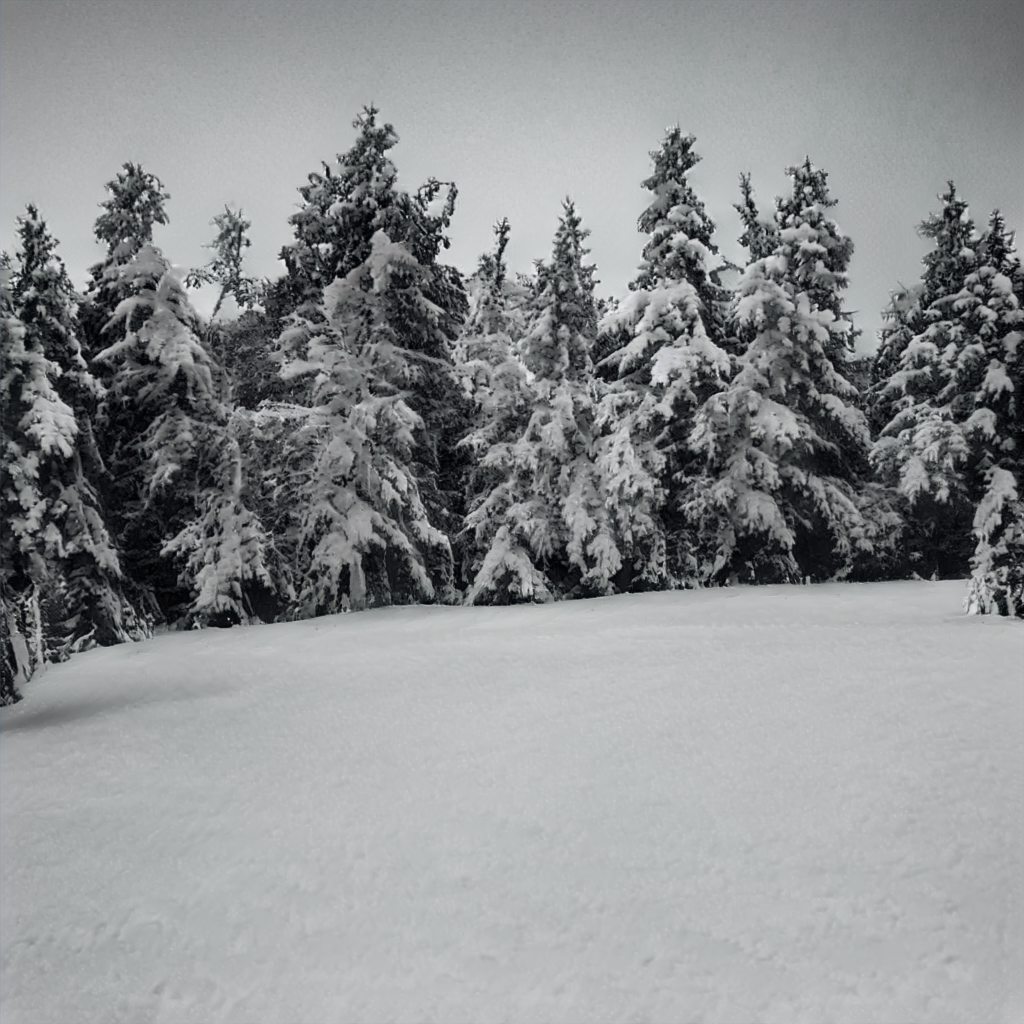 Cover image for Winter Fest