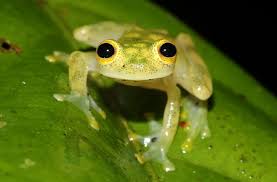 Frog Man