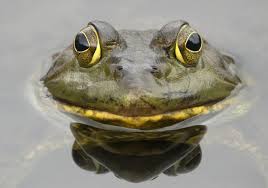 Final: Frogsalvania