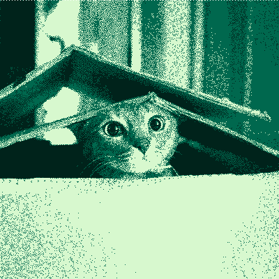 Chat perdu