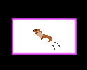 Flying Squirrel