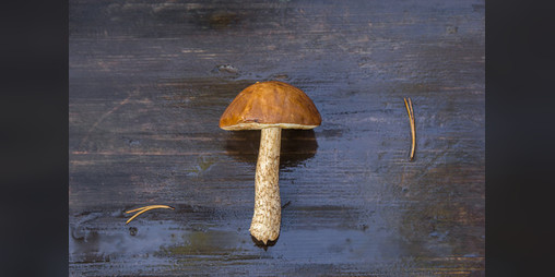 Cover image for Griboskok