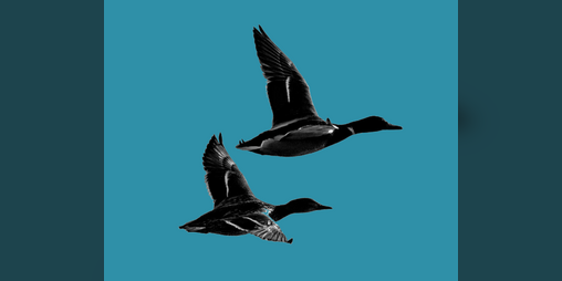 Cover image for Quack Da Police (EN)