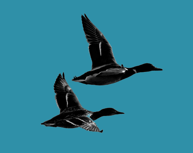 Cover image for Quack Da Police (EN)