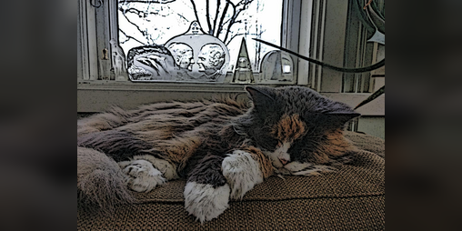 Cover image for Don't kill my cat