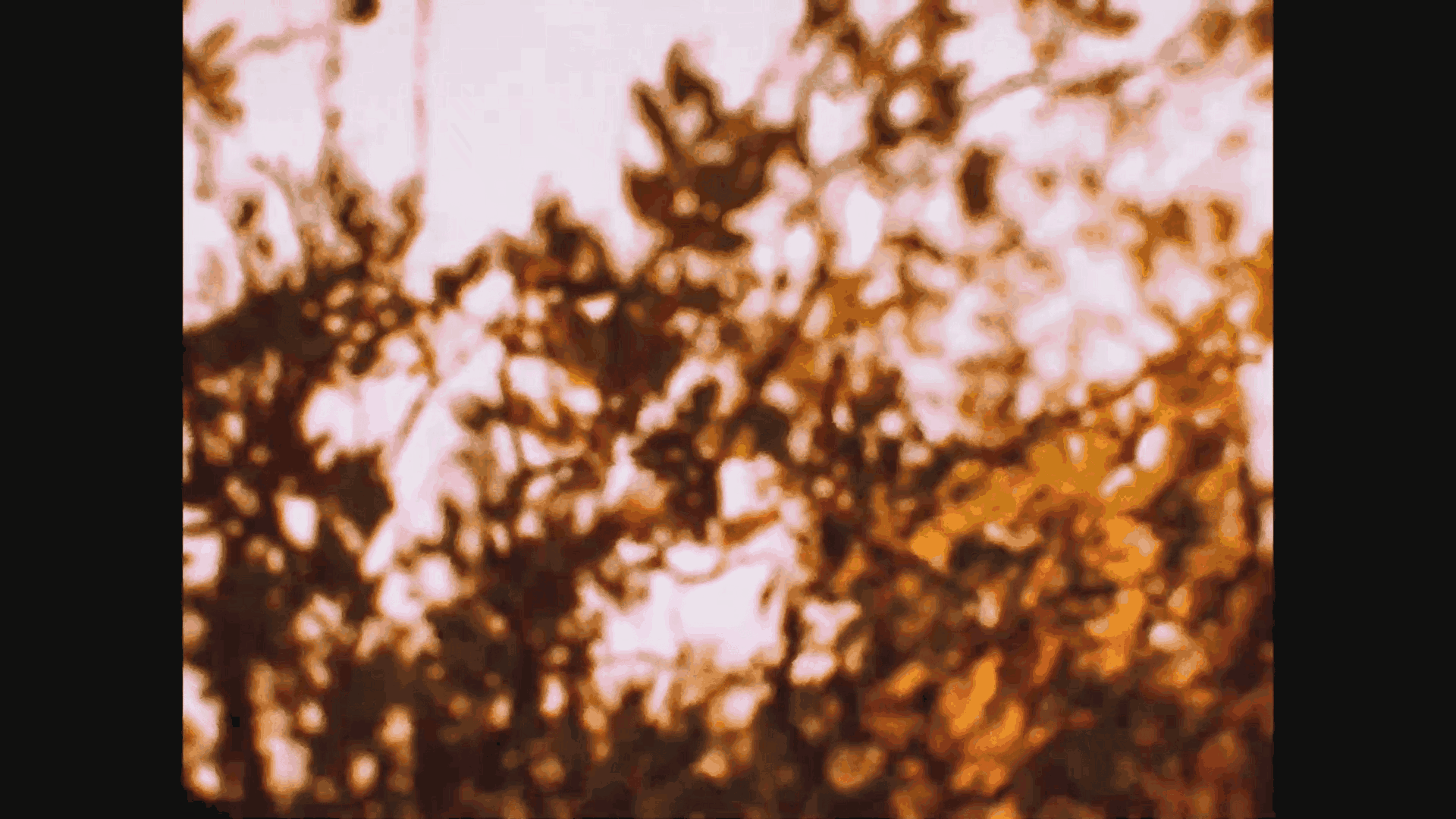 The Missing Restaurant