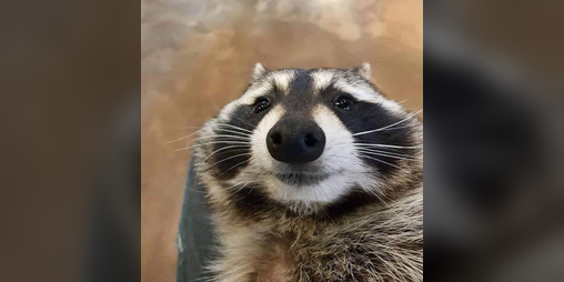 Cover image for The Raccoon Game